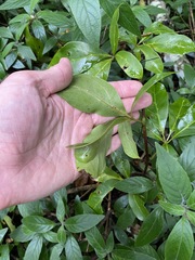 Cissus sterculiifolia