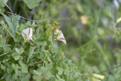 Convolvulus scammonia