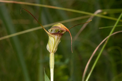 Pterostylis abrupta