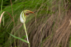 Pterostylis abrupta