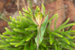 Pterostylis abrupta