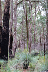 Xanthorrhoea glauca