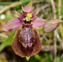 Ophrys × heraultii
