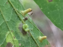 Celticecis aciculata