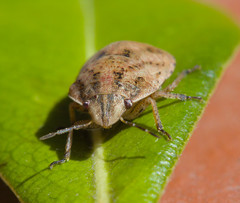 Sphyrocoris obliquus