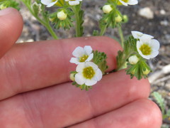 Phacelia brachyloba