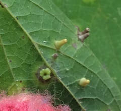 Celticecis aciculata