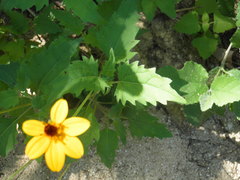 Heliopsis anomala