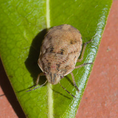 Sphyrocoris obliquus