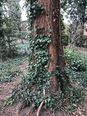 Sequoia