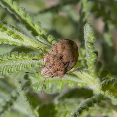 Sphyrocoris obliquus