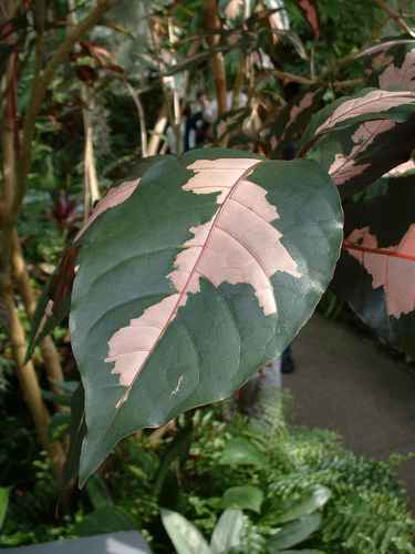 Graptophyllum pictum