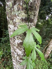 Diplocyclos palmatus