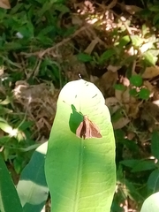 Cymaenes odilia