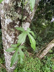 Diplocyclos palmatus