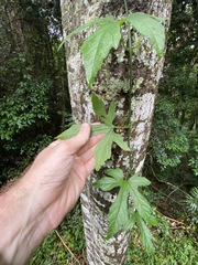 Diplocyclos palmatus