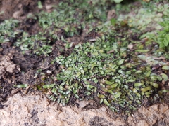 Mannia androgyna