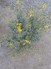 Encelia farinosa