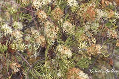 Tripodanthus flagellaris