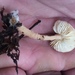 Echinoderma asperulum - Photo (c) dmartin,  זכויות יוצרים חלקיות (CC BY-NC)
