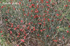 Ephedra triandra