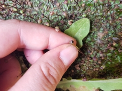 Mannia androgyna