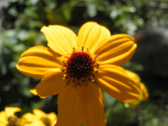 Heliopsis anomala