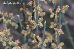 Ephedra triandra