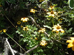 Heliopsis anomala