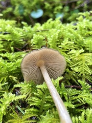 Entoloma hirtipes