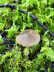 Entoloma hirtipes