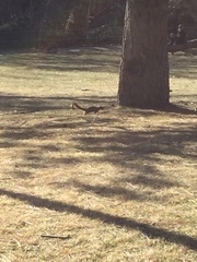 Sciurus niger