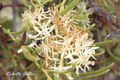 Tripodanthus flagellaris