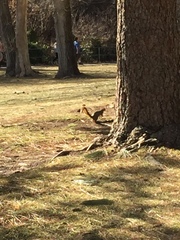 Sciurus niger