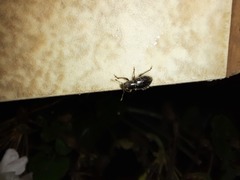 Leschenius vulcanorum