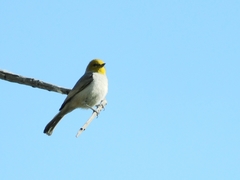 Auriparus flaviceps