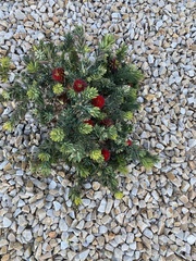Melaleuca