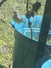 Mimus polyglottos image