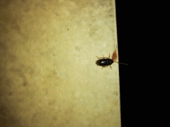 Leschenius vulcanorum