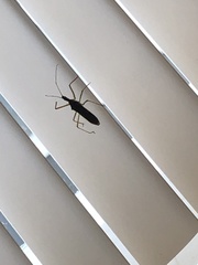 Zelus renardii