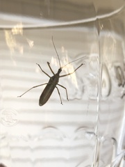 Zelus renardii