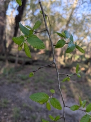 Carpinus caroliniana image