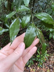 Cryptocarya triplinervis pubens