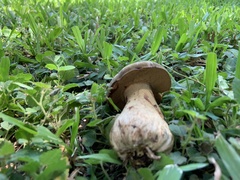 Basidiomycota