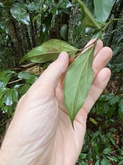 Cryptocarya triplinervis pubens