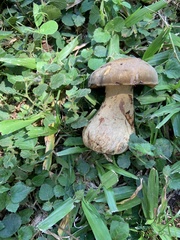 Basidiomycota