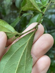 Cryptocarya triplinervis pubens