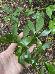 Tabernaemontana pandacaqui