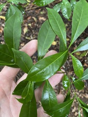 Tabernaemontana pandacaqui