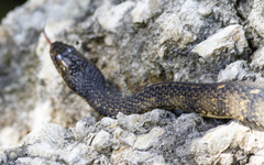 Nerodia fasciata × clarkii